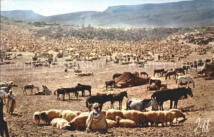 Schafe Esel Markt Marokko