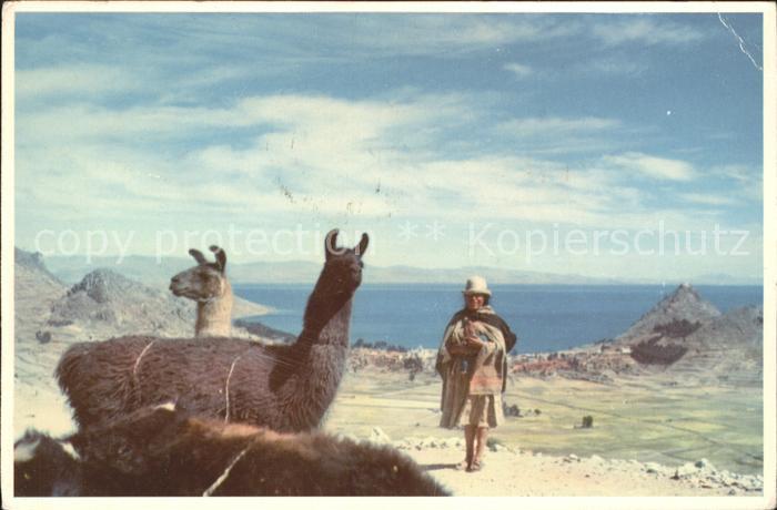 Tiere Lamas Lago Titicaca