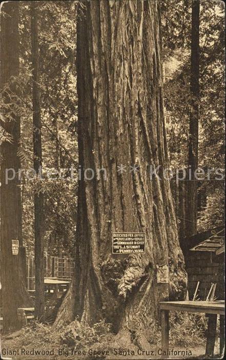 Baeume Trees Giant Redwood Big Tree Grove Santa Cruz