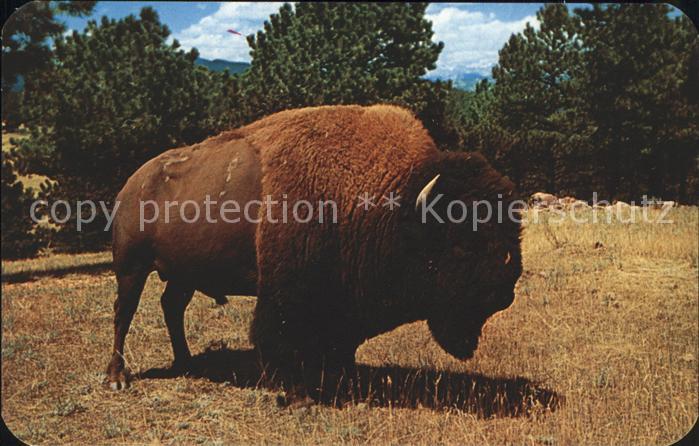 Tiere Majestic Buffalo Bull Bison