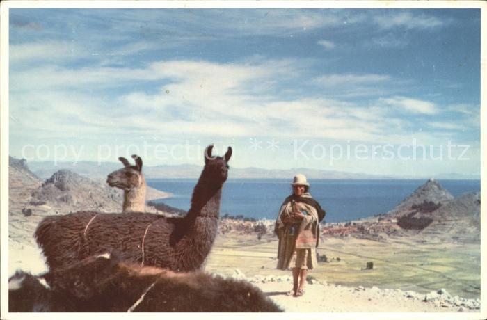 Tiere Lamas Lago Titicaca