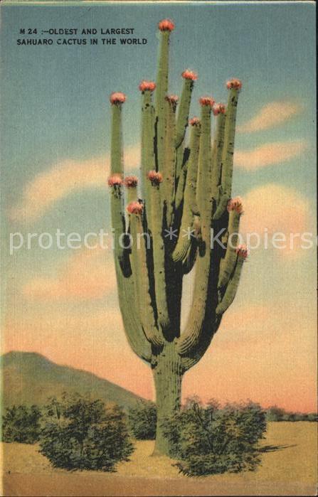 Kakteen Sahuaro Cactus