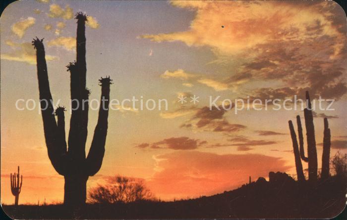 Kakteen Desert Sunset