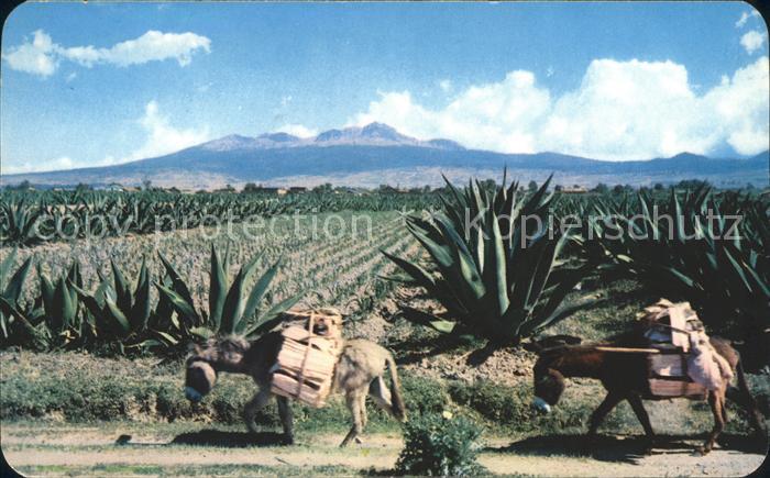 Esel Tiere Burros Magueyes Nevado de Toluca