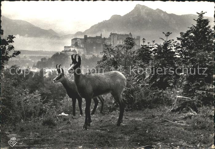 Gemse Kapuzinerberg Salzburg