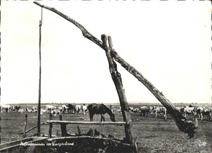 Kuehe Pusstabrunnen Burgenland Puszta-Brunnen