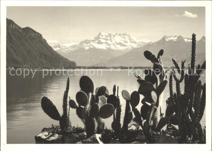 Kakteen Berge