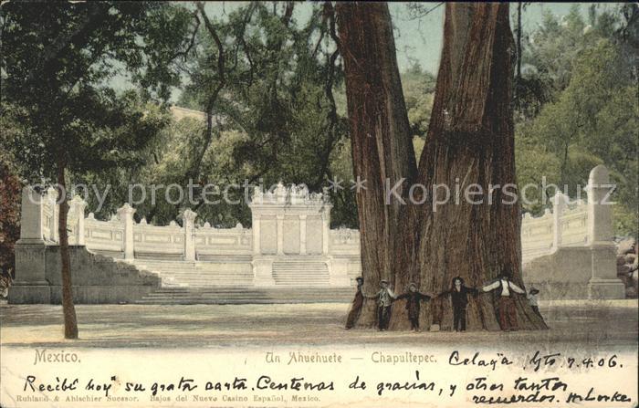 Baeume Trees Ahuehuete Chapultepec Mexico