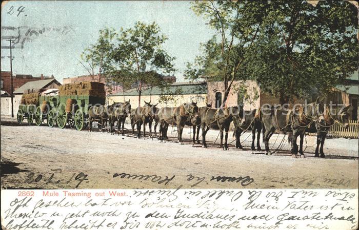 Esel Tiere Mule Teaming out West Mule Train