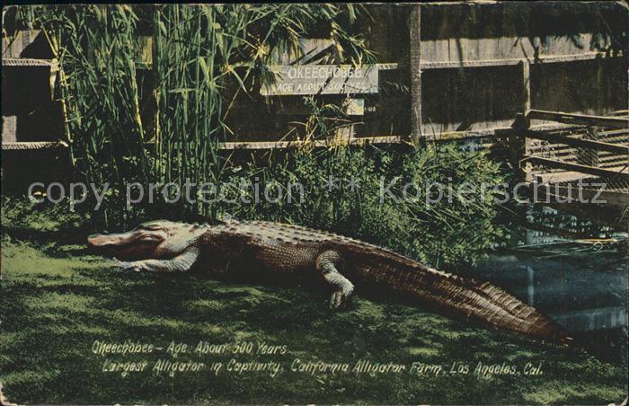 Tiere Alligator Capfivity Okeechobee Californ
