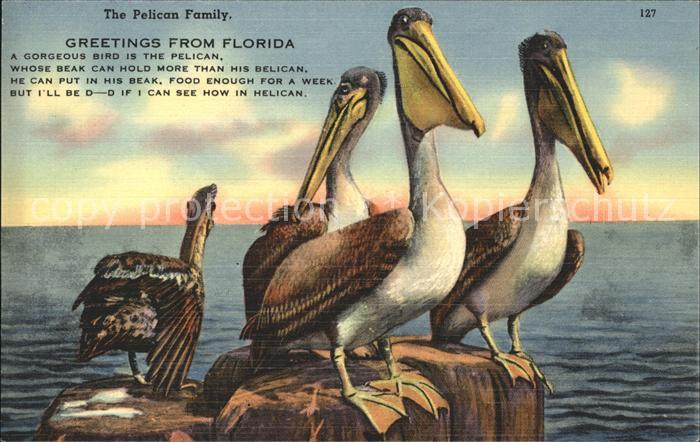 Voegel Birds Oiseaux Uccelli Pajaros-- Pelikane Pelican Family Florida