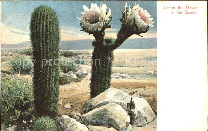 Kakteen Blüten Wüste