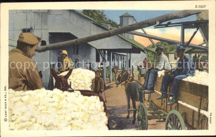 Baumwolle Cotton Wool Esel
