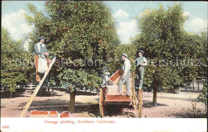 Orangen Oranges Orange picking Southern California