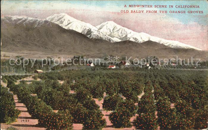 Los Angeles California Midwinter Scene Old Baldly from the Orange Groves