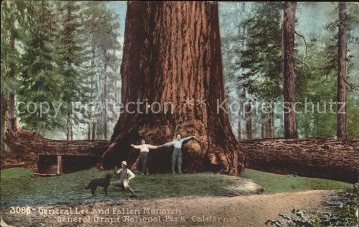 Baeume Trees General Lee Fallen Monarch General Gran