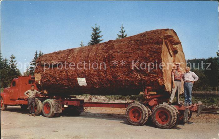 Baeume Trees Giant Fir Log