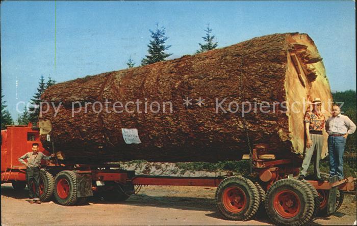 Baeume Trees Giant Fir Log Oregon