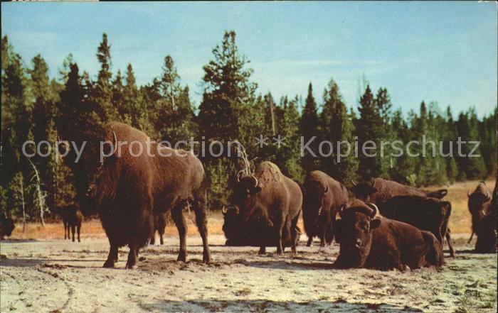 Tiere Bison Lower Geyser Basin Yellowstone Na