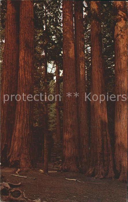 Baeume Trees Parker Group California Redwoods