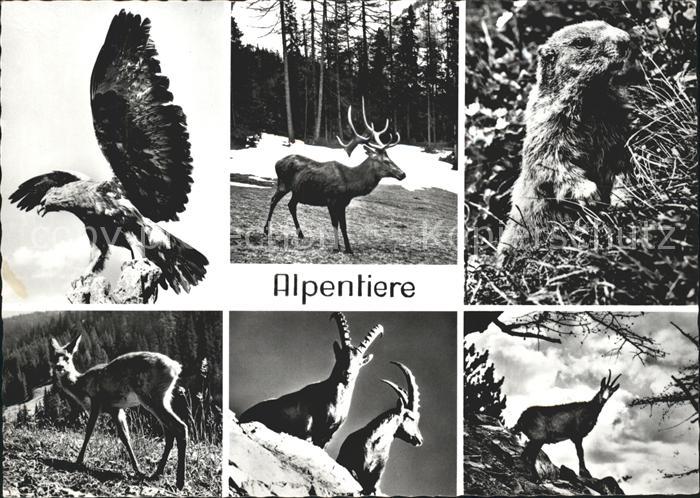 Murmeltier Alpentiere Adler Hirsch Steinbock Gemse