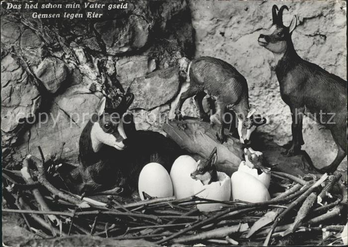 Gemse Nest Eier