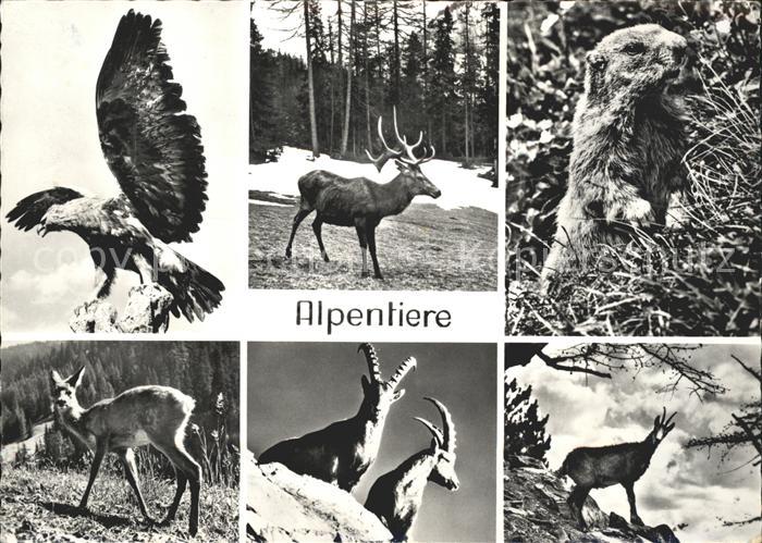Hirsch Murmeltier Steinbock Gemse Adler Reh