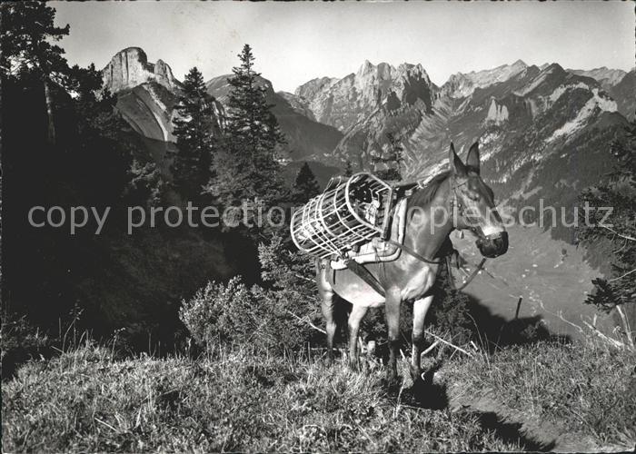 Esel Tiere Staubernkanzel Hohe Häuser  Altmann Sän