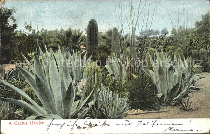 Kakteen Cactus Garden