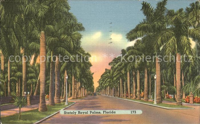 Florida US-State Stately Royal Palms