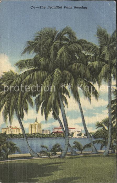 Palm Beach Palm Trees