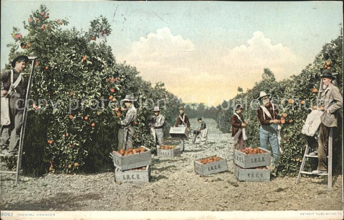 Palm Beach Picking Oranges Orangenplantage Ernte