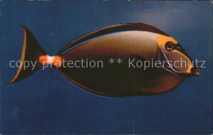 Fische Surgeon Fish