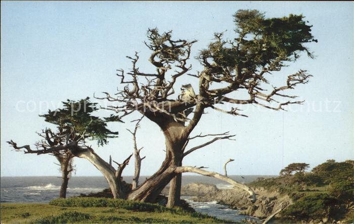 Baeume Trees Monterey Cypress Pebble Beach Californi