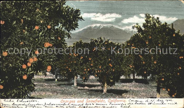 Orangen Oranges Oranges and Snowfields California
