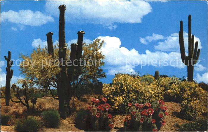 Kakteen Saguaros Palo Verdes Encelia Purple Hed