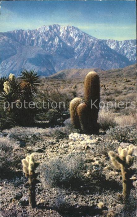 Kakteen Cholla cactus Barrel cactus Mojave Yucc