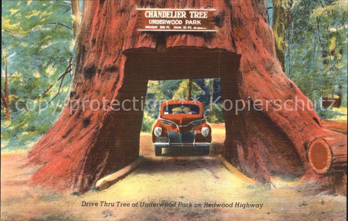 Baeume Trees Chandelier Tree Drive Thru Tree Underwo
