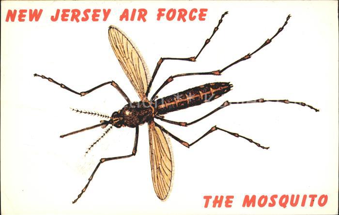 Insekten Mosquito New Jersey Air Force
