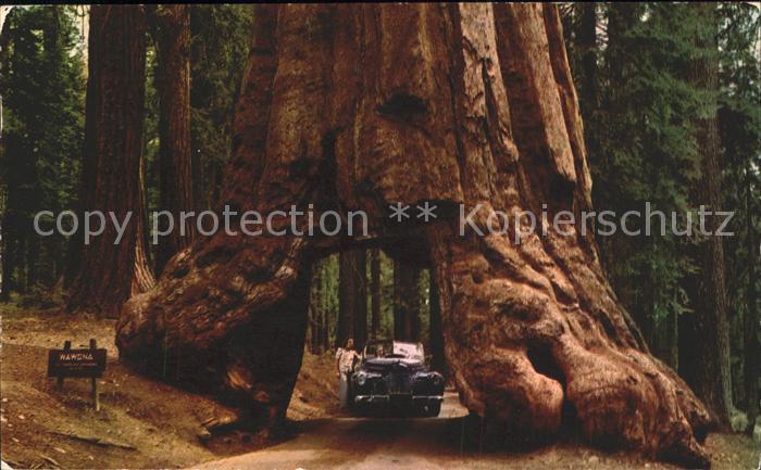 Baeume Trees Yosemite National Park California Wawon