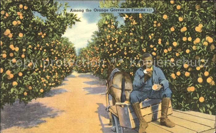 Orangen Oranges Orange Groves Florida Esel