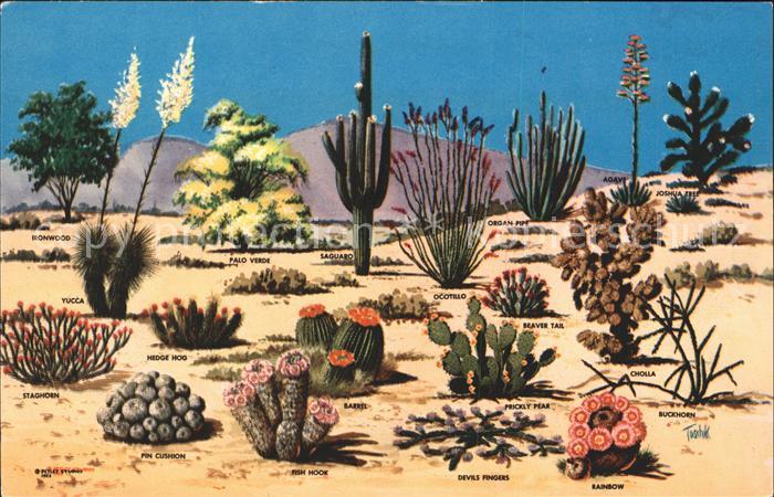 Kakteen Cacti and desert flora