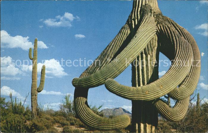 Kakteen Guardians Arizona Desert