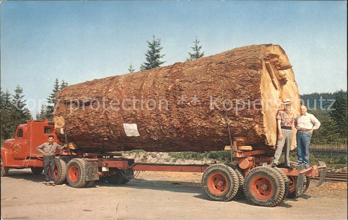 Baeume Trees Giant Fir Log Oregon