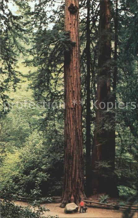Baeume Trees Muir Woods National Monument Pinchot Me