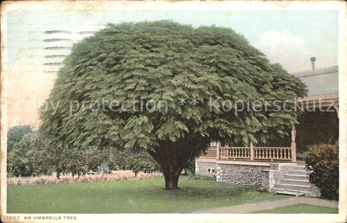 Baeume Trees Umbrella Tree Schirmbaum
