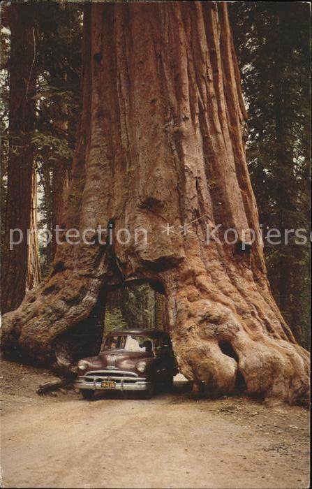 Baeume Trees Wawona Tree Mariposa Grove tunnel throu