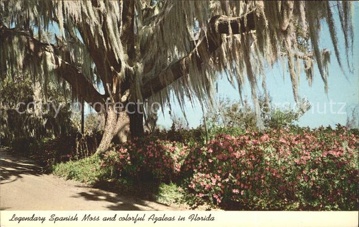 Baeume Trees Spanish Moss Azaleas Florida
