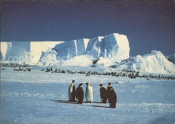 Pinguin Antarktis