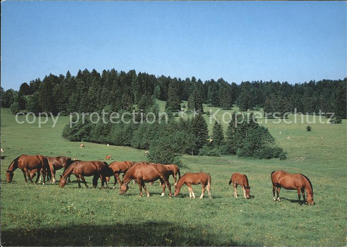 Pferde Franches-Montagnes